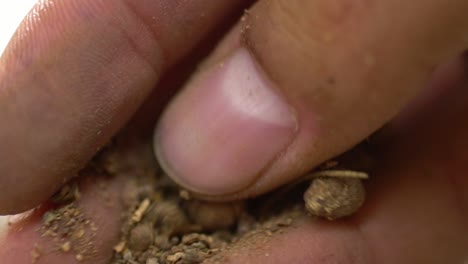 macro shot of madder root in a persons fingers, used in pakistan and india for organic textile dye