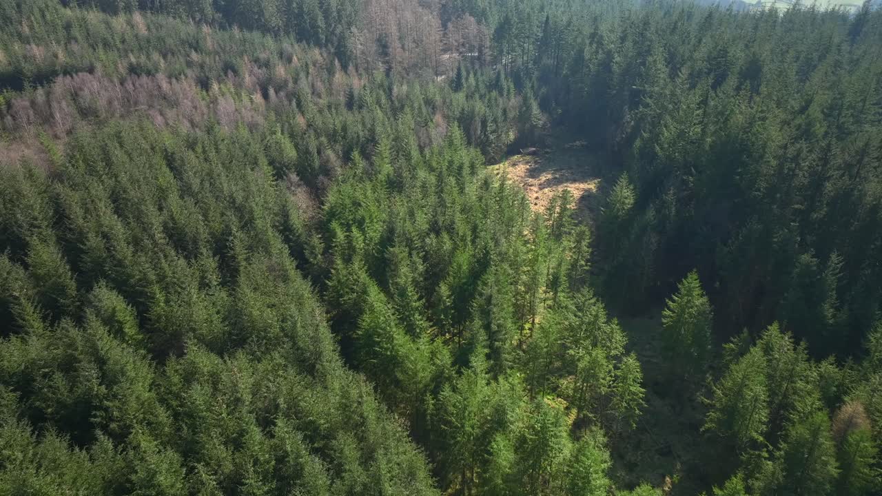 Slow flight over pine treetops on sunny day. Grizedale Forest, Cumbria, UK.