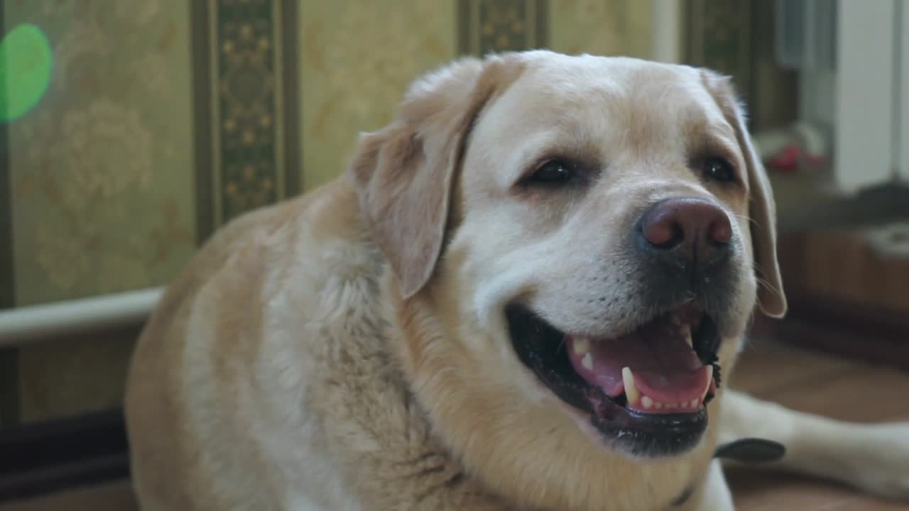 perro de raza labrador está tendido en el suelo y riendo