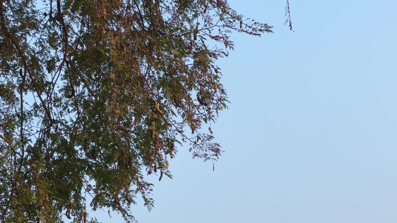 Sunlit tamarind branches heavy with ripe pods sway gently against a clear blue sky, showcasing the natural abundance and earthy beauty of India’s tropical landscape