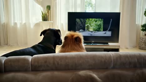 dogs watching tv