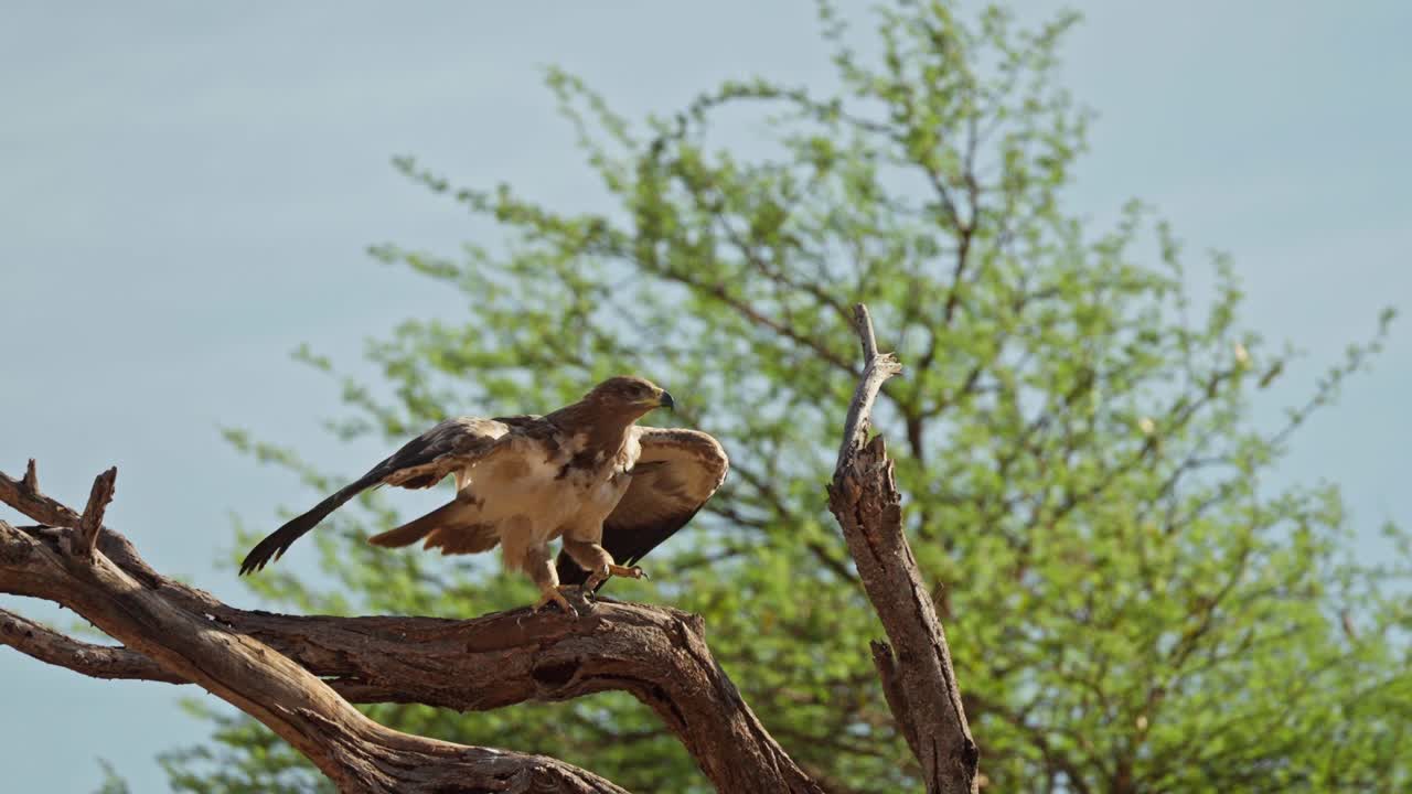 Aquila fulva che scende su un ramo con le ali spiegate, ripresa al rallentatore sullo sfondo del cielo aperto e degli alberi circostanti