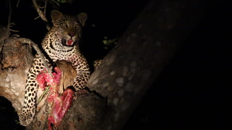 Leopard-with-a-kill-in-tree-at-night-panting-looking-around,-illuminated-with-spotlight---Greater-Kruger