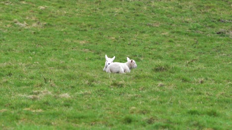 two little lambs resting peacefully on green meadow