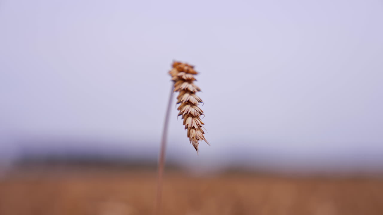 Wheat spikelet isolated. Alone ripe ear of wheat on blurred background. Agriculture industry. Harvest season. Close-up.