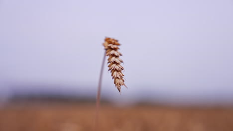 wheat spikelet isolated. alone ripe ear of wheat on blurred background. agriculture industry. harvest season. close-up.