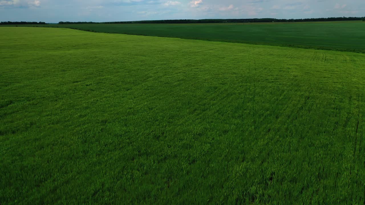 Green field. Farmland with agricultural plants in rural area. Beautiful natural landscape in the countryside. Camera rising up.