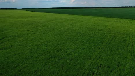 green field. farmland with agricultural plants in rural area. beautiful natural landscape in the countryside. camera rising up.