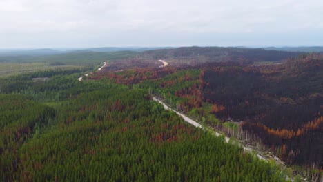 aerial drone fly above burned forest after a wildfire, panoramic landscape in quebec canada