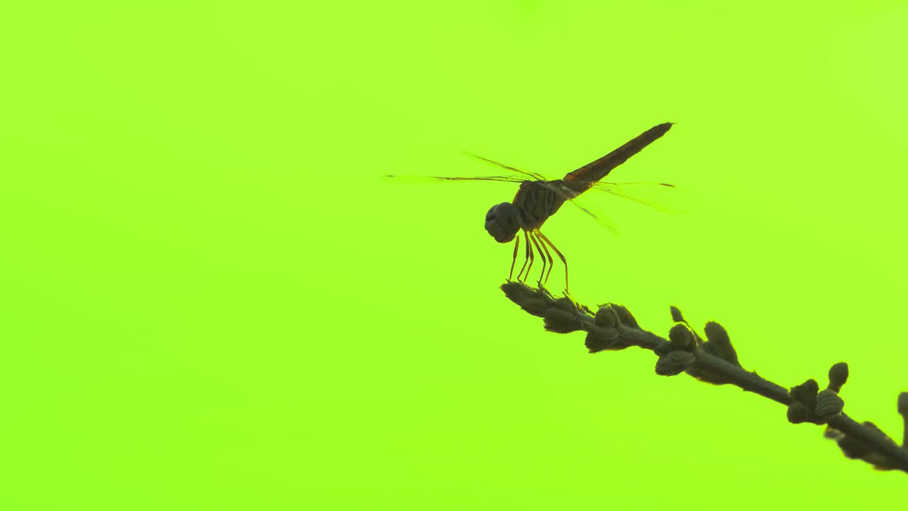 libélula volando atrapa en el árbol en una hermosa pantalla verde