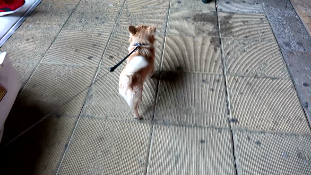 줄에 걸어 다니는 재미있는 작은 개, 주인의 손에서 볼 수 있는 풍경, 4k pov 트레킹