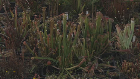 Pan-Llega-Al-Jardín-Lleno-De-Plantas-Carnívoras.