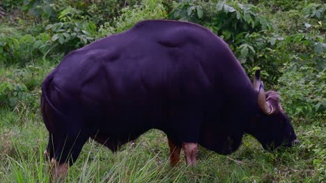 印度野牛 (gaur) 是世界上最大的牛,在亞洲南部和東南部生長,因息地的減少和狩獵而被歸類為脆弱的動物.