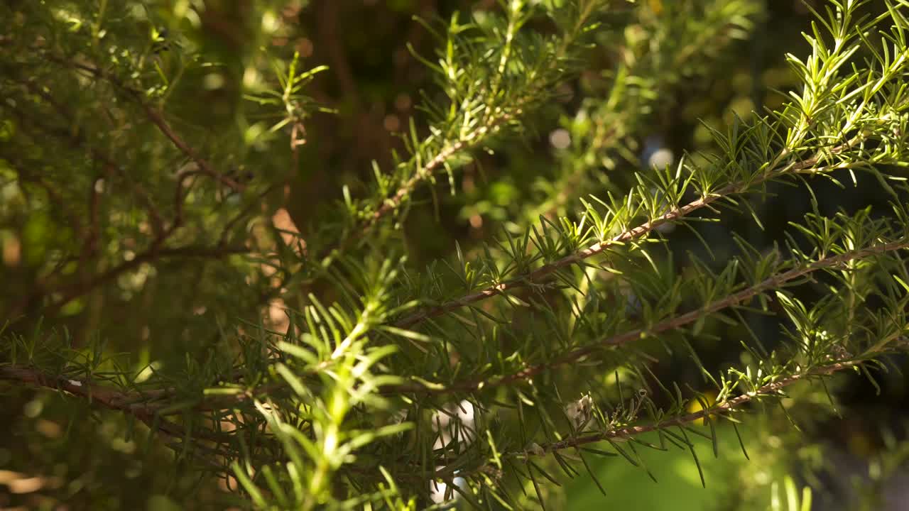 Big rosemary plant with branches full of leaves. Plant used for cooking and health products. Delicious condiment. Aroma, flavor, and health