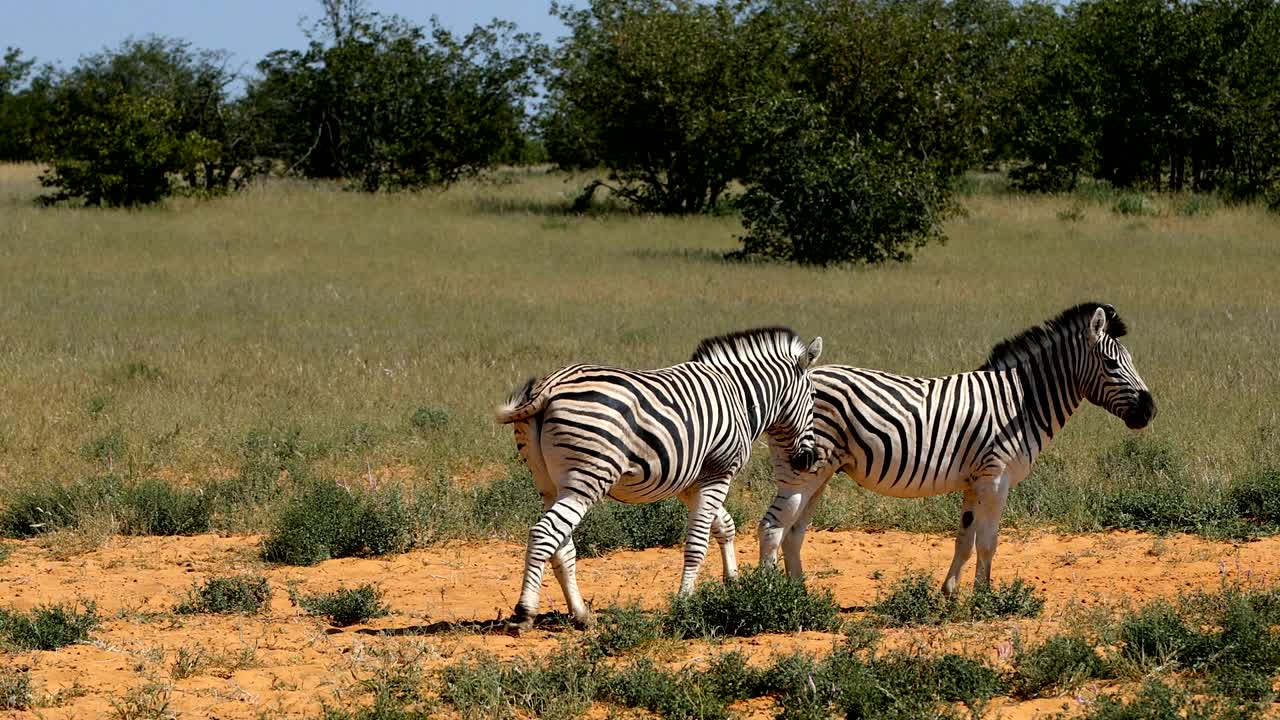 Playful Burchell's zebra in african bush, Etosha national Park, Namibia wildlife