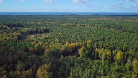 early autumn in forest, aerial top view, mixed forest, green conifers, deciduous trees with yellow leaves, fall colors countryside woodland, nordic forest landscape, wide angle establishing shot