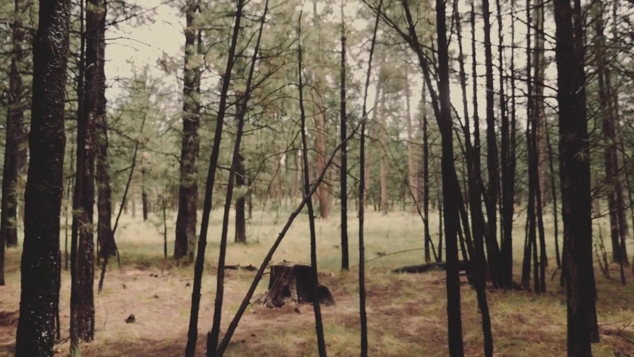 Camminare attraverso una fitta foresta con alberi alti