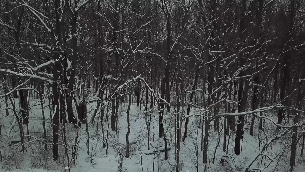 Riprese con drone di alberi