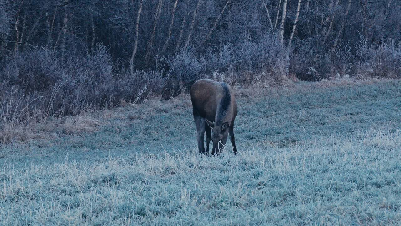 En ensom elg græsser på frostklart græs ved siden af en tæt skov - Nærbillede.