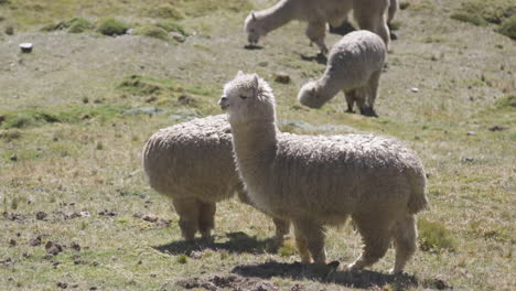 una manada de alpacas pastando en una colina en los andes peruanos