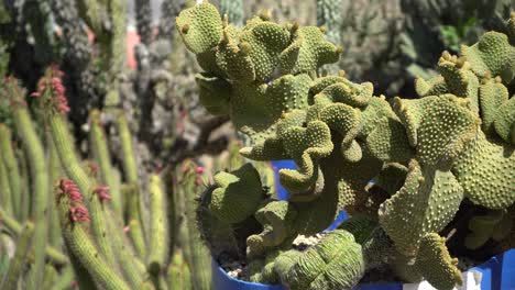 cactus con manchas amarillas sartén izquierda