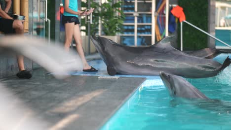 dolphins in an aquarium