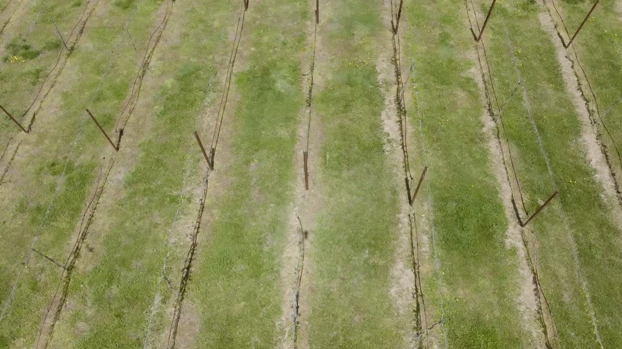 Plant grapevines support systems at home garden, Stoney J's Winery, Cumming, Atlanta, Georgia