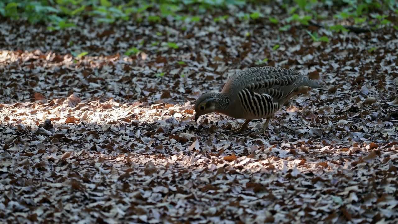 Low-angle video capturing a bird foraging among fallen leaves in a sun-dappled forest