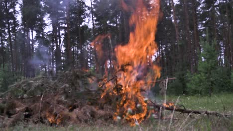 burning debris in a forest