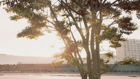 the warm morning sun dramatically casting intense rays through a large tree