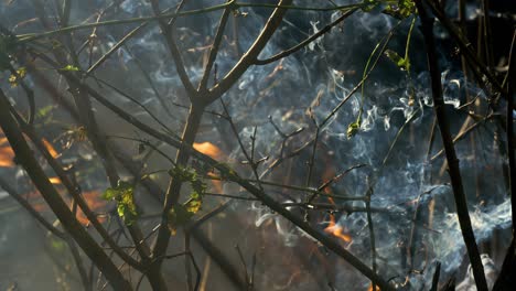 cerca del humo que se levanta de las ramas en llamas