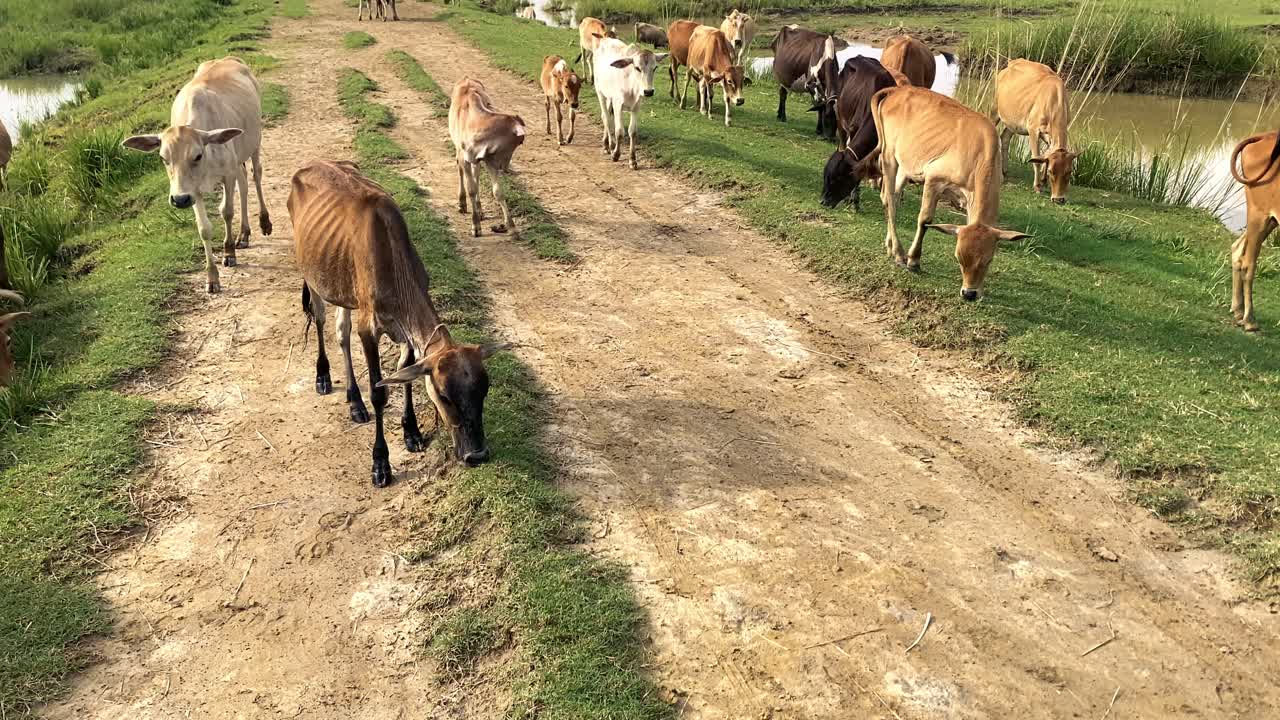 Cows In Rural Fields - Panning Shot
