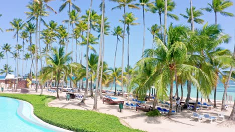 towering palm trees at playa real from marbella 4-star hotel in juan dolio, dominican republic