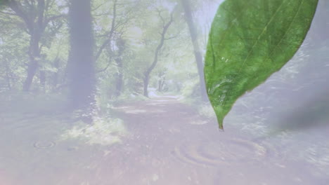 water droplets on leaf with forest path and trees in background