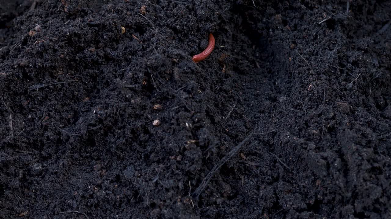 Brown millipede helps to shovel the soil.
