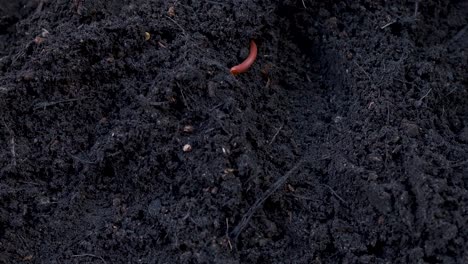 brown millipede helps to shovel the soil.