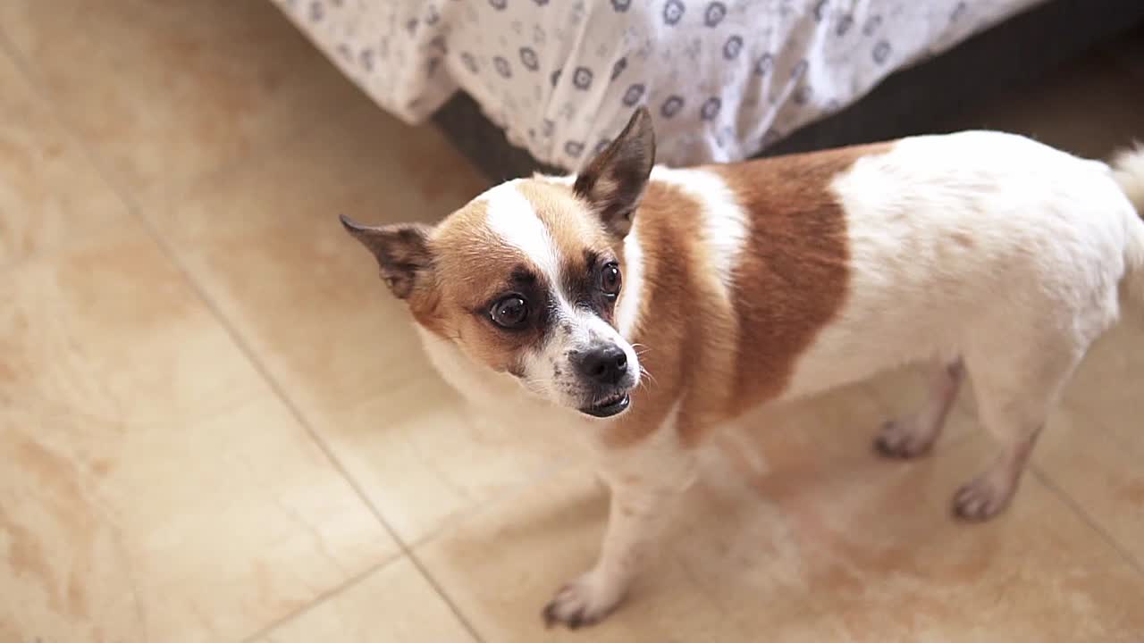 toma manual en cámara lenta de un pequeño perro chihuahua feliz que tiene una mirada cuestionable hacia un lado