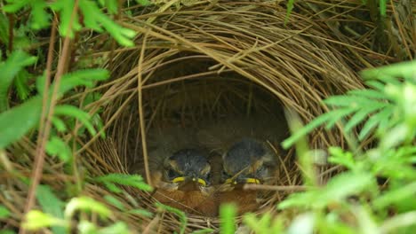 two javan black-capped babbler chicks nestled within a carefully constructed, cup-shaped nest, primarily composed of dried twigs and foliage
