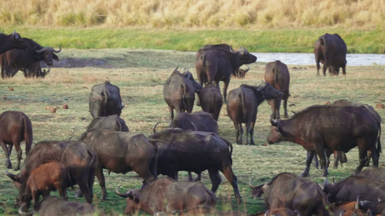 아프리카 케이프 버팔로의 큰 무리가 보츠와나의 초베 강 근처의 마른 초원에서 풀을 뜯고 있다