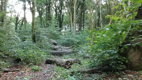 moving through woodlands trees - foliage