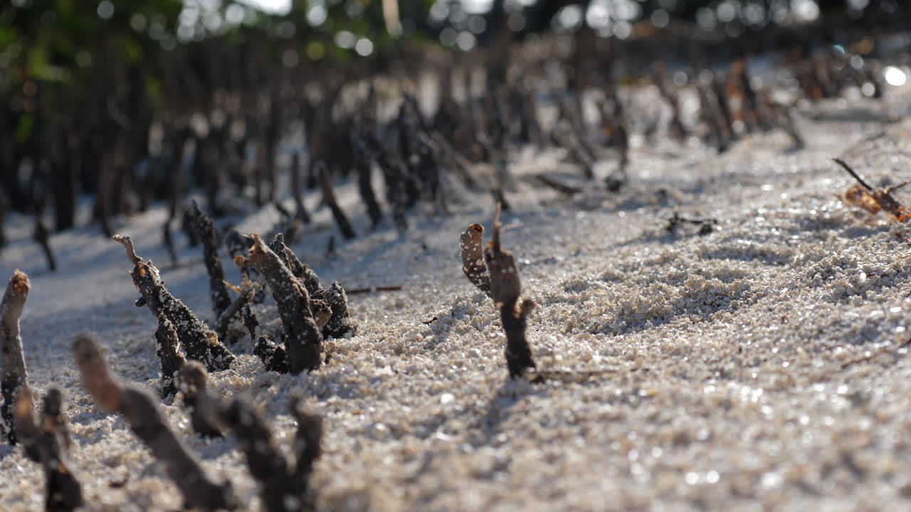 Rack focus shot of mangrove roots in key west florida