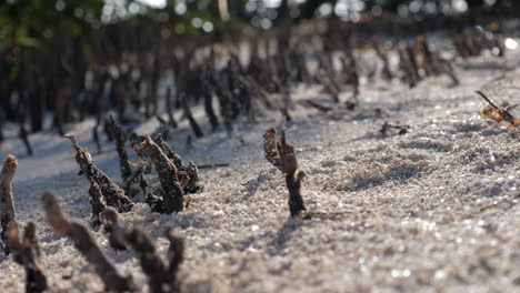 rack focus shot of mangrove roots in key west florida