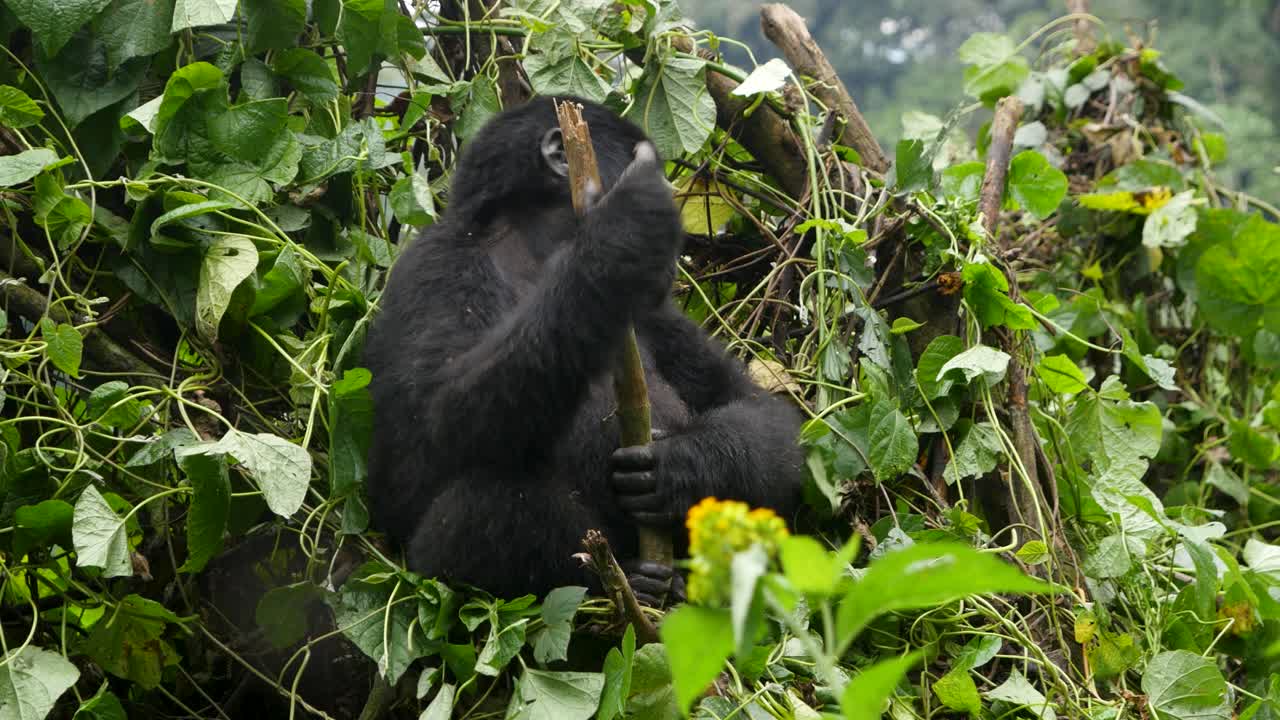 Un primo piano, ripreso con gimbal in 4K, di un giovane gorilla di montagna in via di estinzione, che vive nel suo habitat naturale nella giungla, Parco Nazionale Impenetrabile di Bwindi in Uganda, Africa