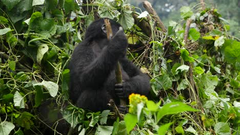 A-close-up-4K-gimbal-shot-of-an-endangered-young-mountain-gorilla,-living-among-their-natural-jungle-habitat,-Bwindi-Impenetrable-Forest-National-Park-of-Uganda,-Africa