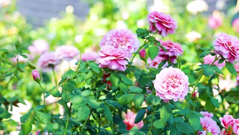 vibrant camellia flowers blooming in a garden