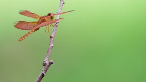 Libélula-Grasshawk-Roja,-Neurothemis-Fluctuans