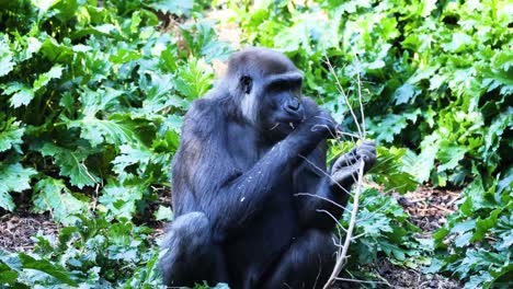 gorila comiendo una rama en un área frondosa