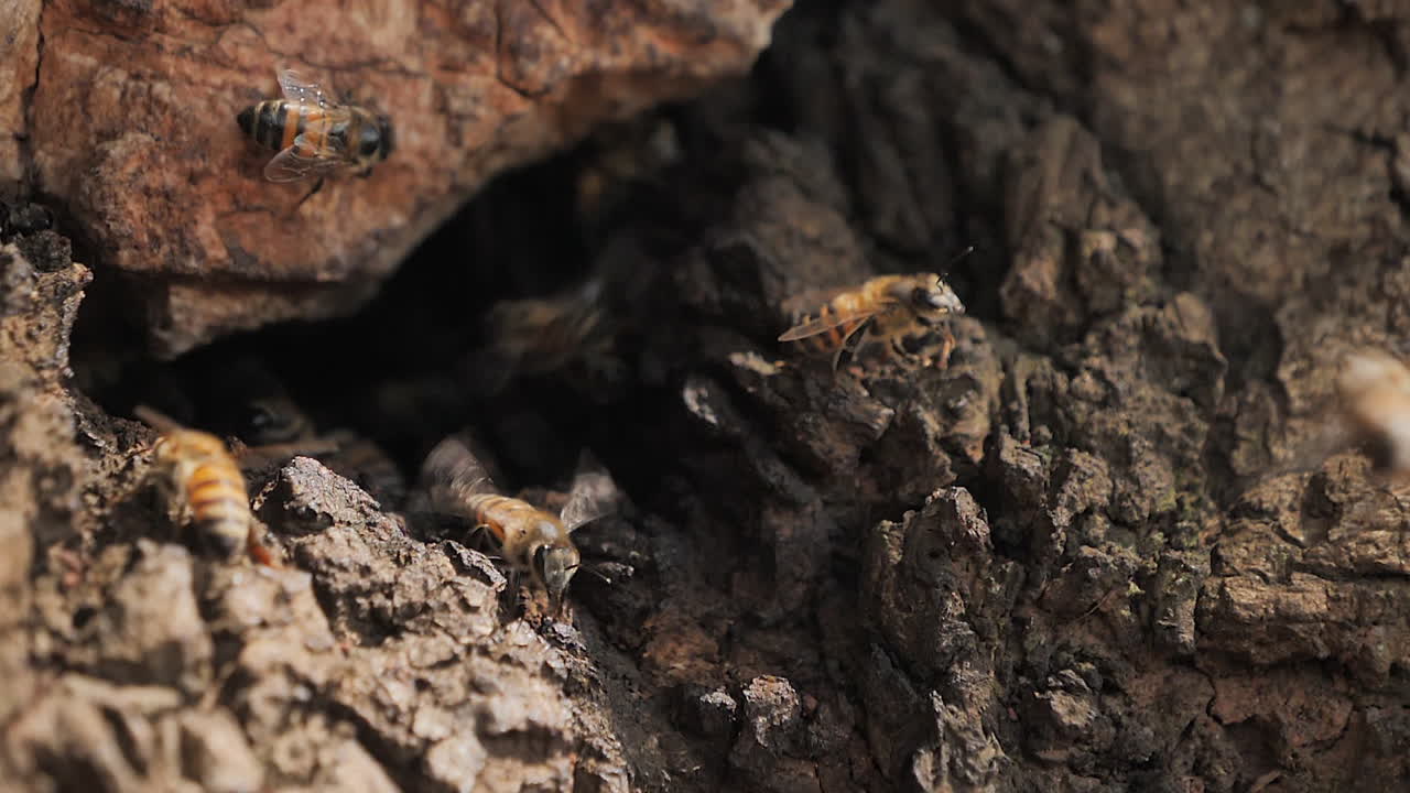 Scatto macro a pieno formato di api africane che volano dentro e fuori dall'alveare nella corteccia di un albero