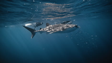 vista completa del cuerpo del tiburón ballena en cámara lenta con un grupo de peces alrededor de la entrada de la boca