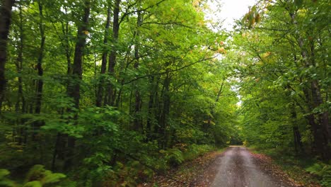 Kamera-Geht-Vorwärts-Auf-Einem-Von-Bäumen-Umgebenen-Weg,-Natur